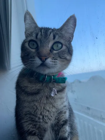 Foto de Lula, gato, en su ofrenda de Día de Muertos