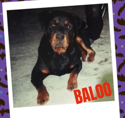 Foto de Baloo, perro, en su ofrenda de Día de Muertos