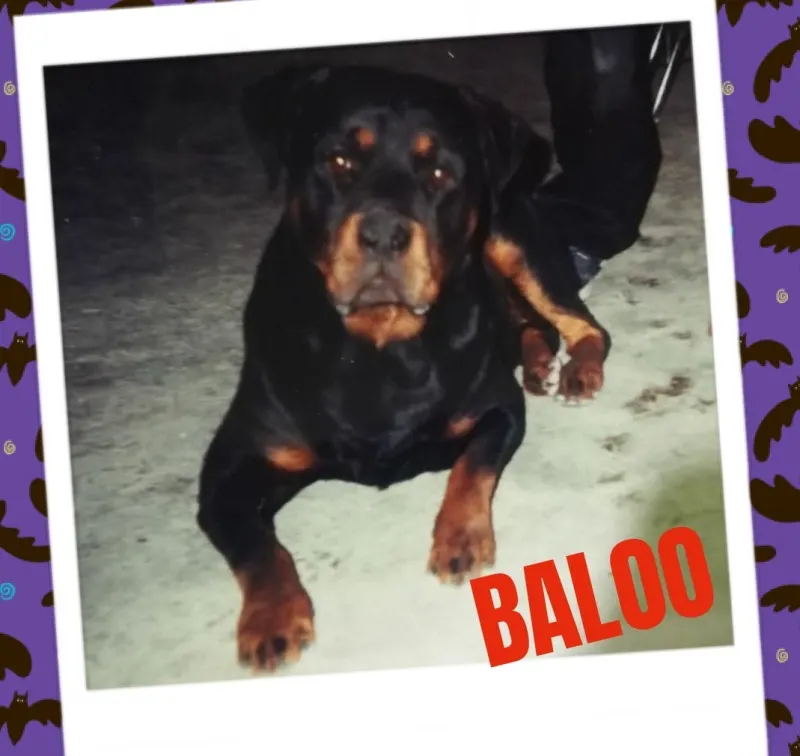 Foto de Baloo, perro, en su ofrenda de Día de Muertos