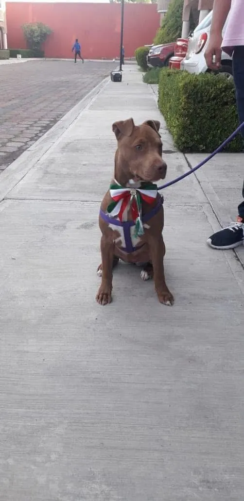 Foto de LAIKA, perro, en su ofrenda de Día de Muertos