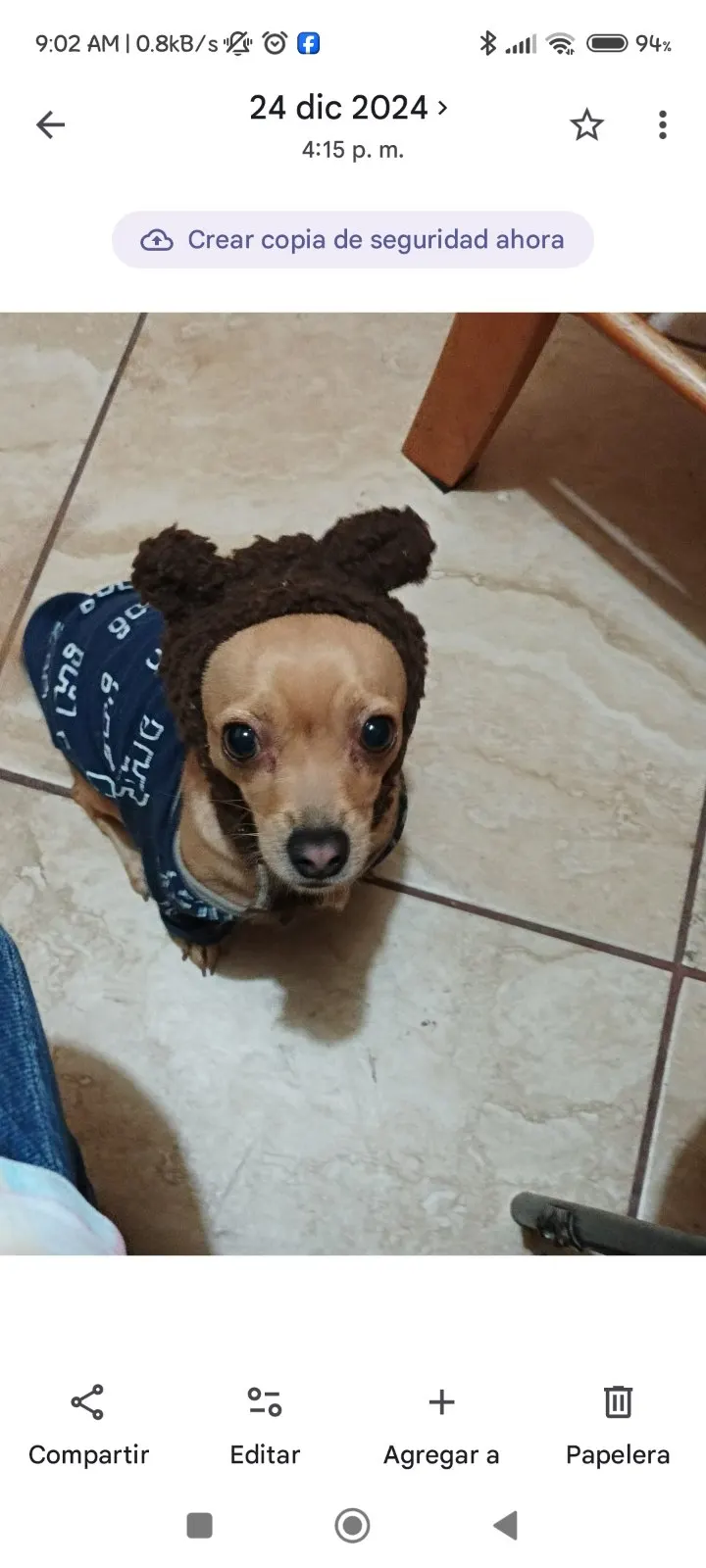 Foto de Kloy ❤️, perro, en su ofrenda de Día de Muertos (2)