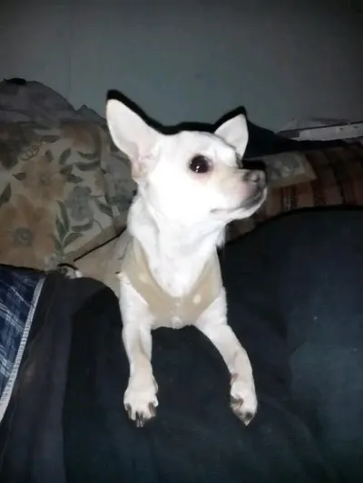 Foto de Cloe, perro, en su ofrenda de Día de Muertos