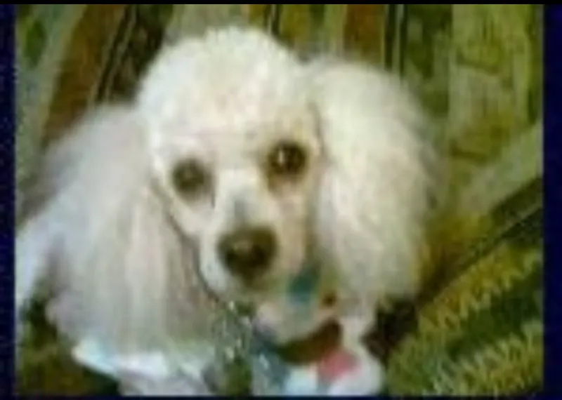Photo of Botas, dog, on their Day of the Dead ofrenda