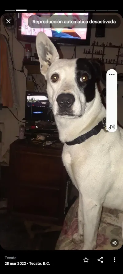 Foto de Mi Pirata, perro, en su ofrenda de Día de Muertos