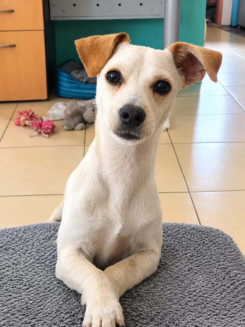 Foto de Güero, perro, en su ofrenda de Día de Muertos