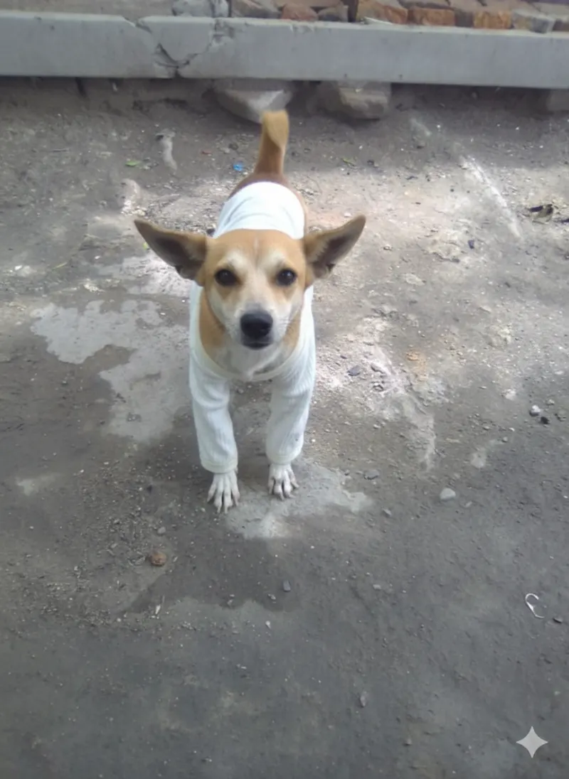 Photo of Popis, dog, on their Day of the Dead ofrenda