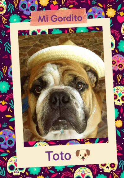 Foto de Toto, perro, en su ofrenda de Día de Muertos