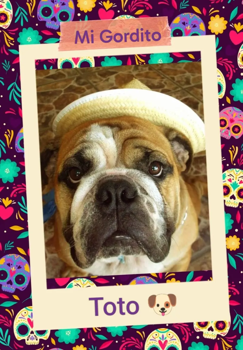 Foto de Toto, perro, en su ofrenda de Día de Muertos