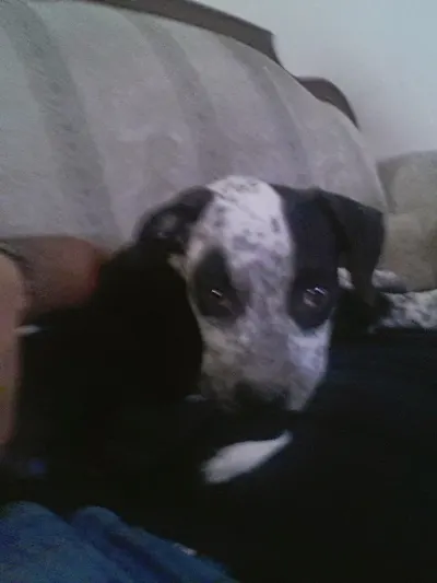 Photo of Pecas, dog, on their Day of the Dead ofrenda
