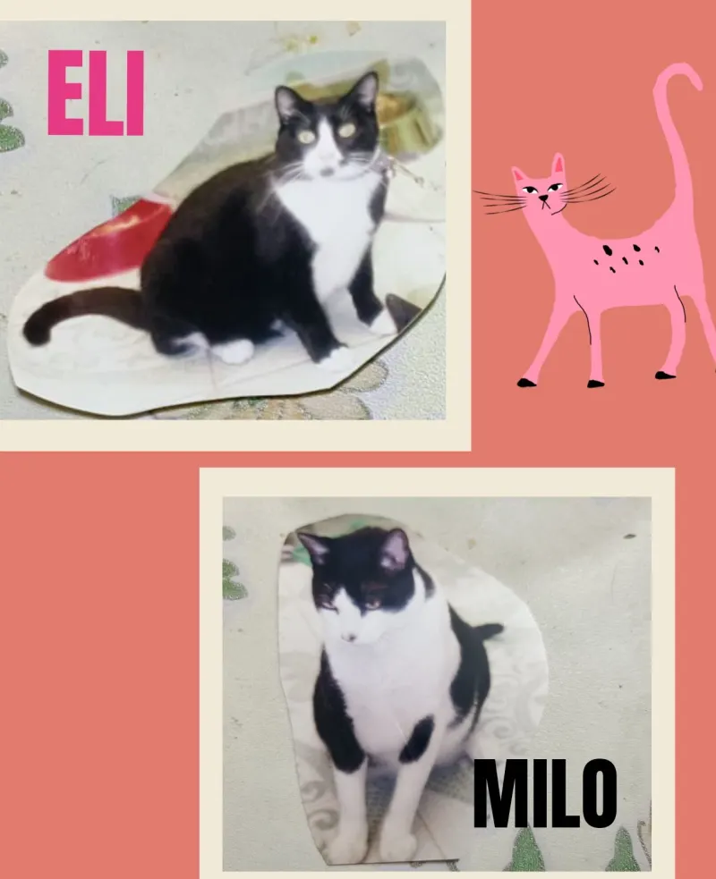 Foto de Eli y Milo, gato, en su ofrenda de Día de Muertos