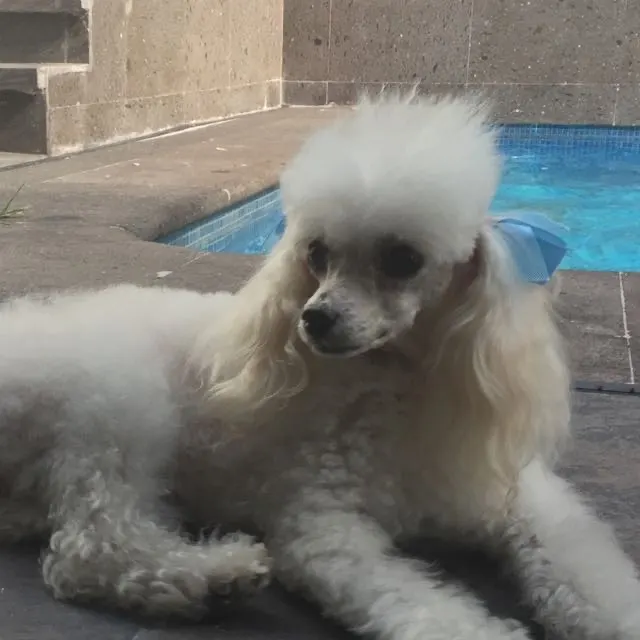 Photo of DANNA, dog, on their Day of the Dead ofrenda (2)