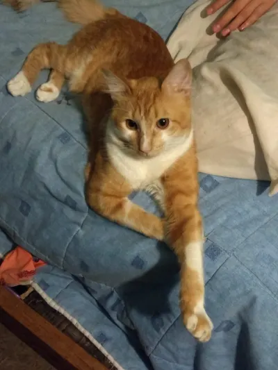 Foto de Kenny, gato, en su ofrenda de Día de Muertos