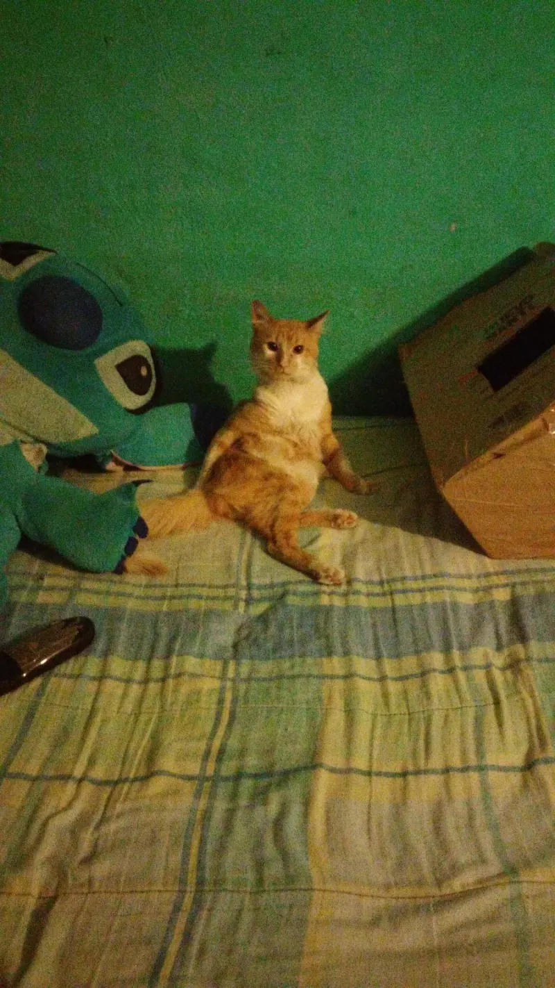 Foto de Kenny, gato, en su ofrenda de Día de Muertos (2)
