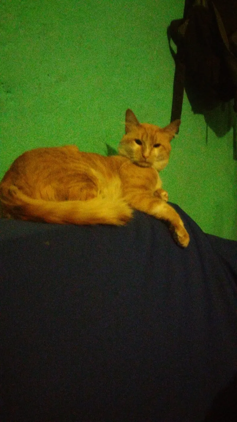 Foto de Kenny, gato, en su ofrenda de Día de Muertos (3)