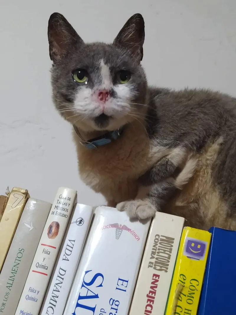 Foto de Napo, gato, en su ofrenda de Día de Muertos (2)