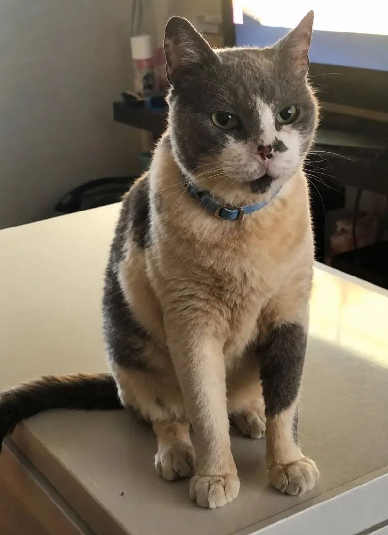 Foto de Napo, gato, en su ofrenda de Día de Muertos (4)