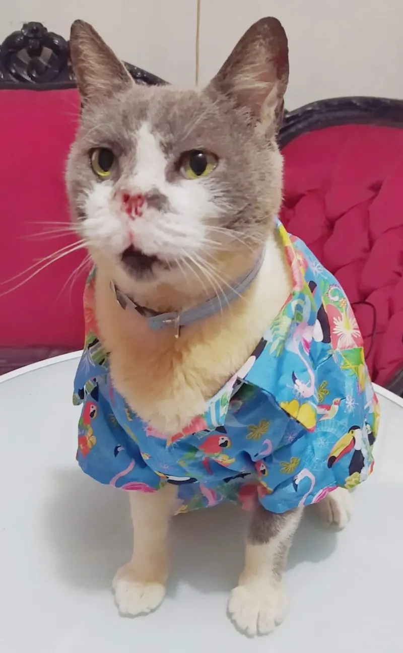 Foto de Napo, gato, en su ofrenda de Día de Muertos (3)