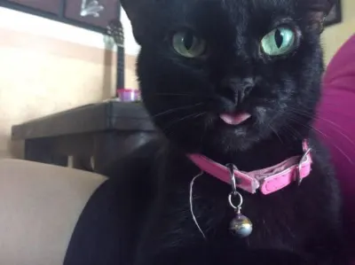 Foto de Minina, gato, en su ofrenda de Día de Muertos