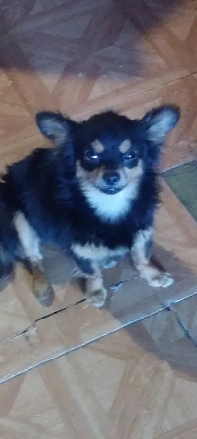 Foto de Pulga, perro, en su ofrenda de Día de Muertos
