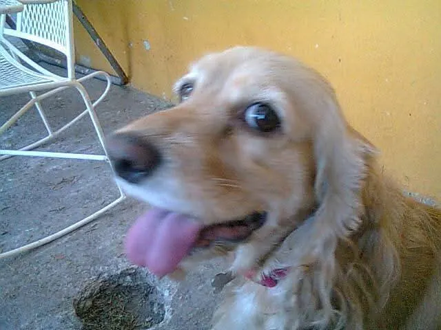 Photo of Tsuky, dog, on their Day of the Dead ofrenda