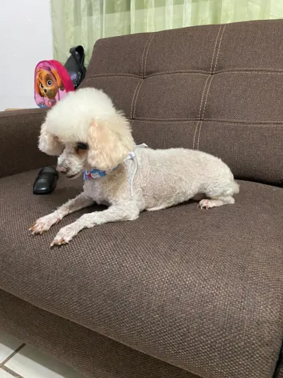 Foto de KIM, perro, en su ofrenda de Día de Muertos