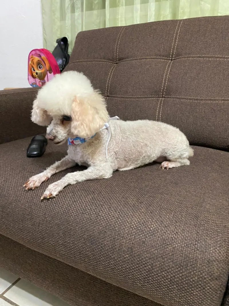 Foto de KIM, perro, en su ofrenda de Día de Muertos