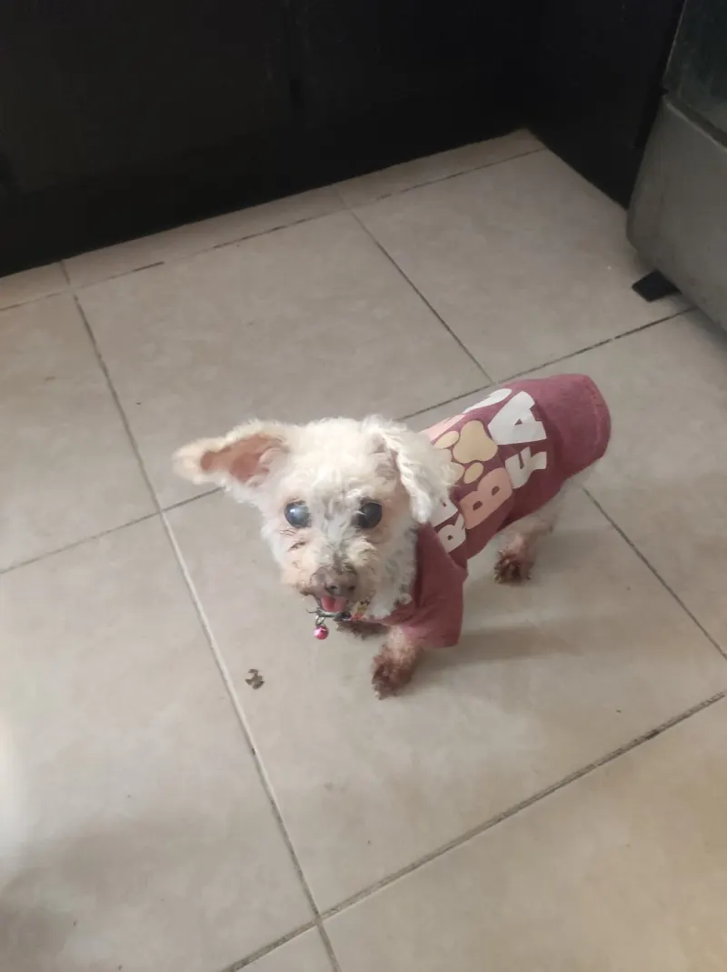 Foto de KIM, perro, en su ofrenda de Día de Muertos (5)