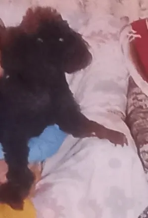 Foto de Sandy, perro, en su ofrenda de Día de Muertos