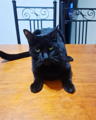 Foto de Negrito, gato, en su ofrenda de Día de Muertos
