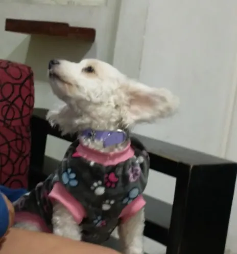 Foto de Nube, perro, en su ofrenda de Día de Muertos (4)