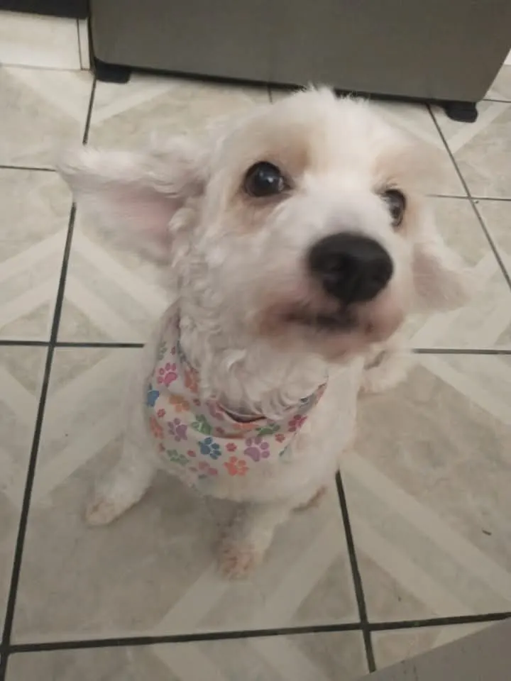 Foto de Nube, perro, en su ofrenda de Día de Muertos (2)