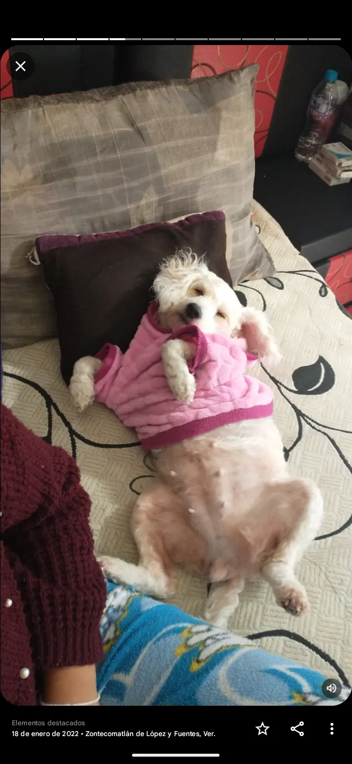 Foto de Nube, perro, en su ofrenda de Día de Muertos (5)