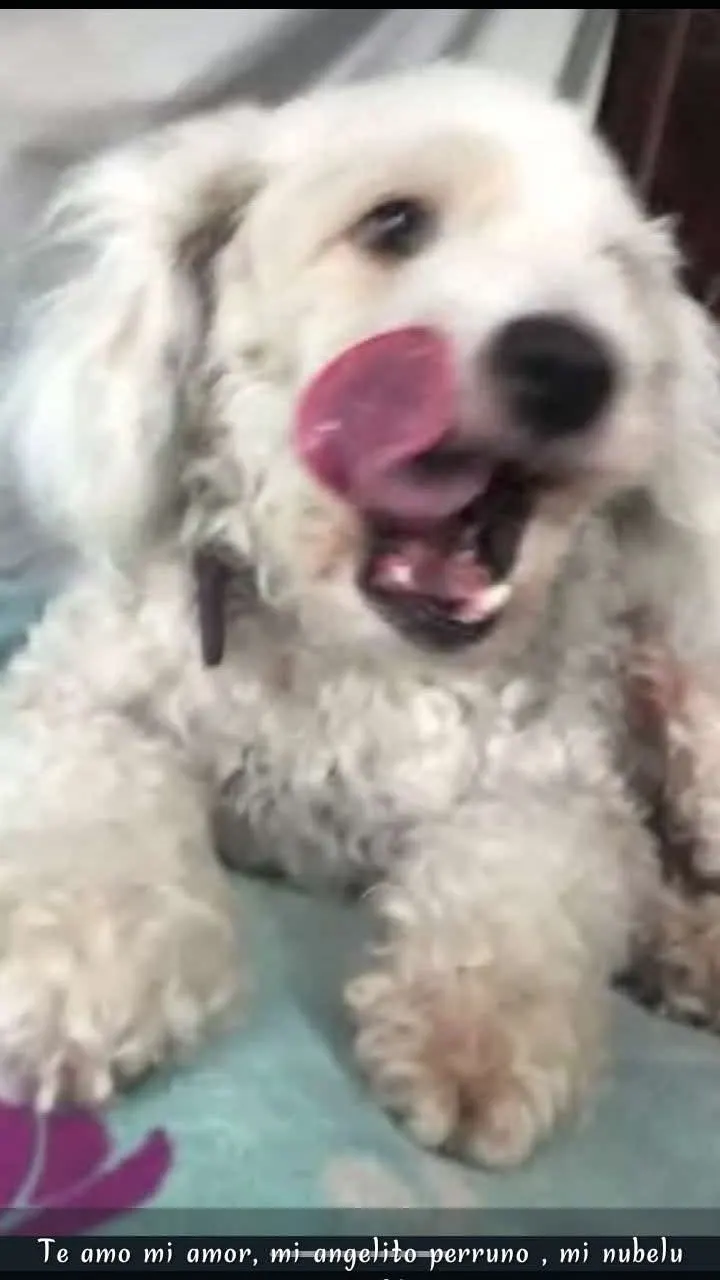Foto de Nube, perro, en su ofrenda de Día de Muertos (3)