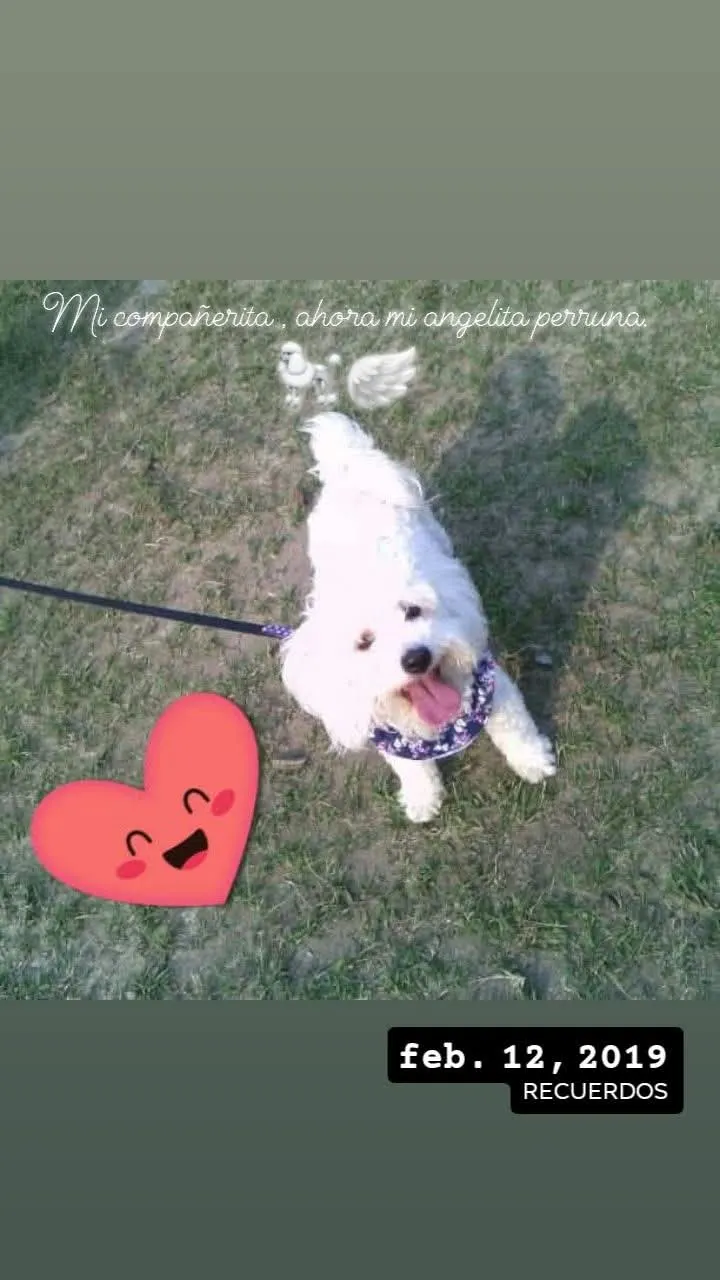 Foto de Nube, perro, en su ofrenda de Día de Muertos