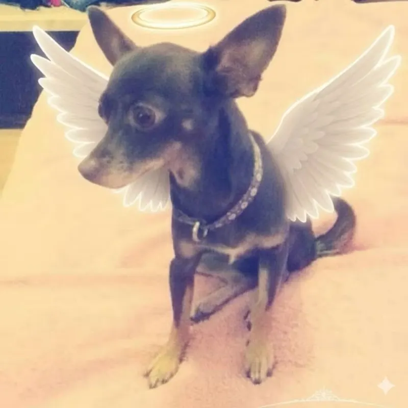 Foto de Daisy, perro, en su ofrenda de Día de Muertos (2)