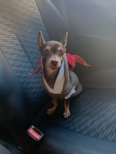 Foto de Daisy, perro, en su ofrenda de Día de Muertos