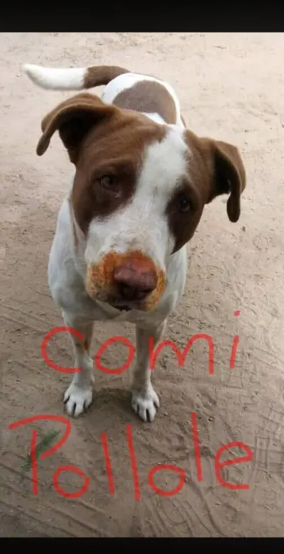 Foto de Chocorrol, perro, en su ofrenda de Día de Muertos