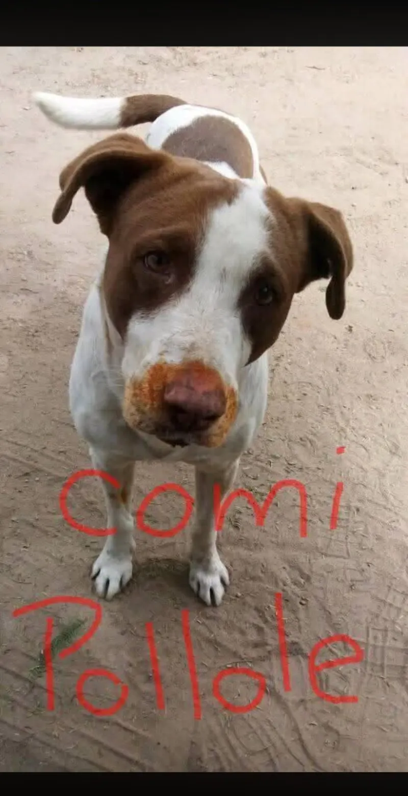 Foto de Chocorrol, perro, en su ofrenda de Día de Muertos