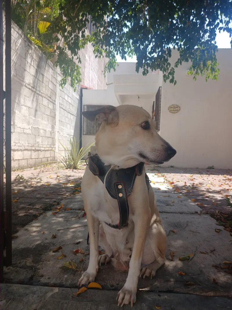 Foto de guera, perro, en su ofrenda de Día de Muertos