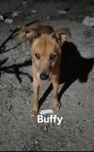 Foto de Buffy, perro, en su ofrenda de Día de Muertos