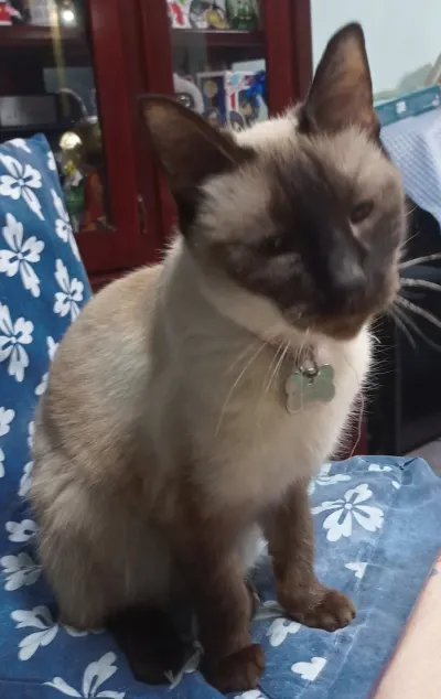 Foto de Miyako, gato, en su ofrenda de Día de Muertos