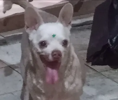 Foto de Brandy, perro, en su ofrenda de Día de Muertos