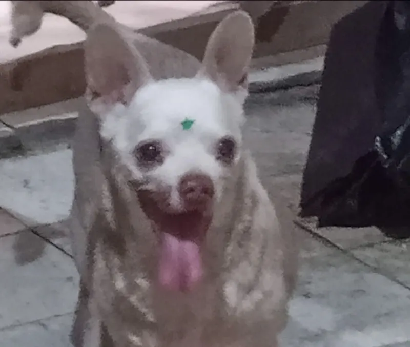 Foto de Brandy, perro, en su ofrenda de Día de Muertos