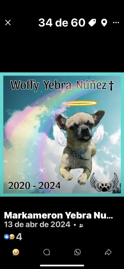 Foto de Woffy Yebra Núñez, perro, en su ofrenda de Día de Muertos