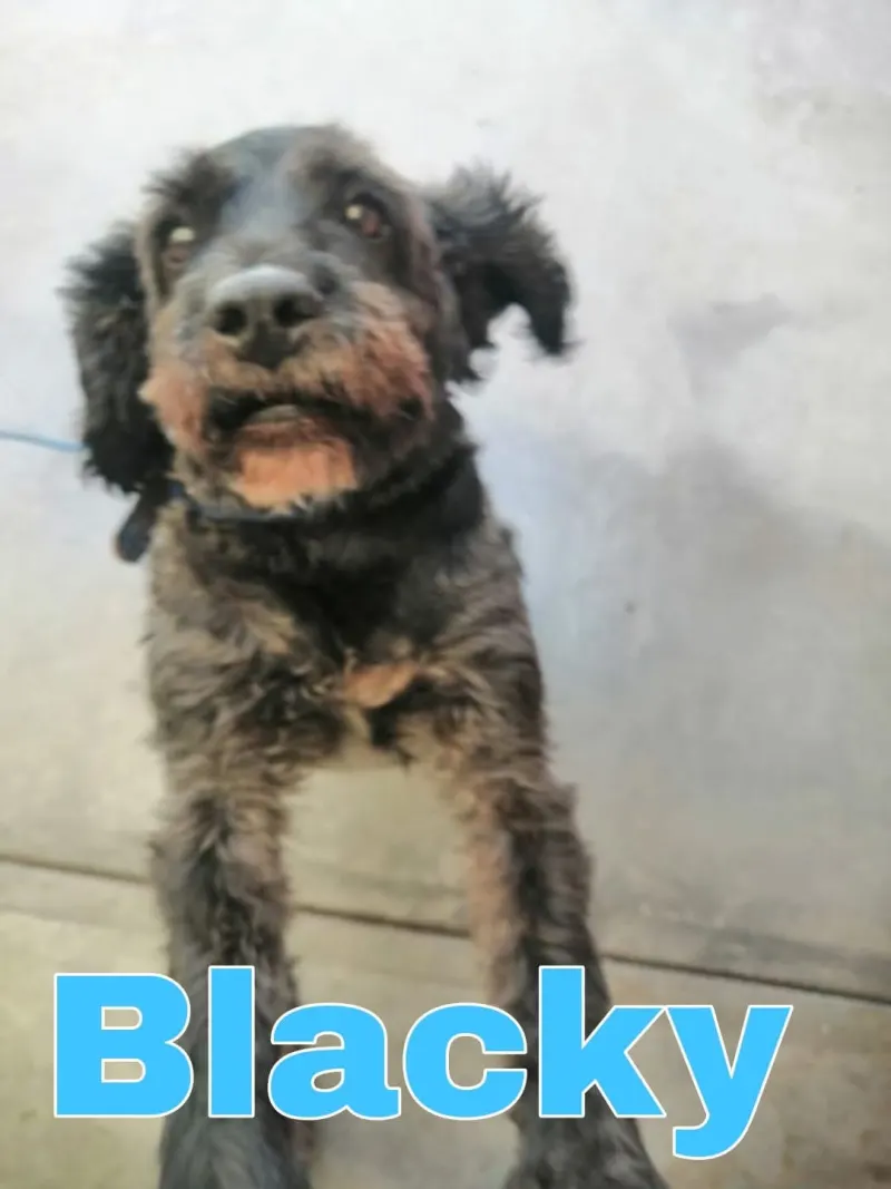 Foto de Blacky, perro, en su ofrenda de Día de Muertos