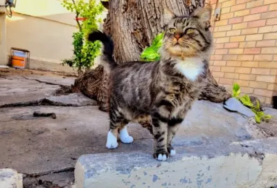 Foto de Pelusa, gato, en su ofrenda de Día de Muertos