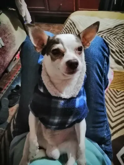 Photo of Stuart, dog, on their Day of the Dead ofrenda